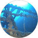 alfredo balestreri profile picture