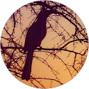 Stefano Bedin profile picture